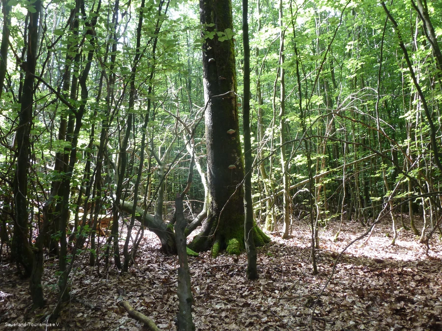 Siebenahorn im Wald