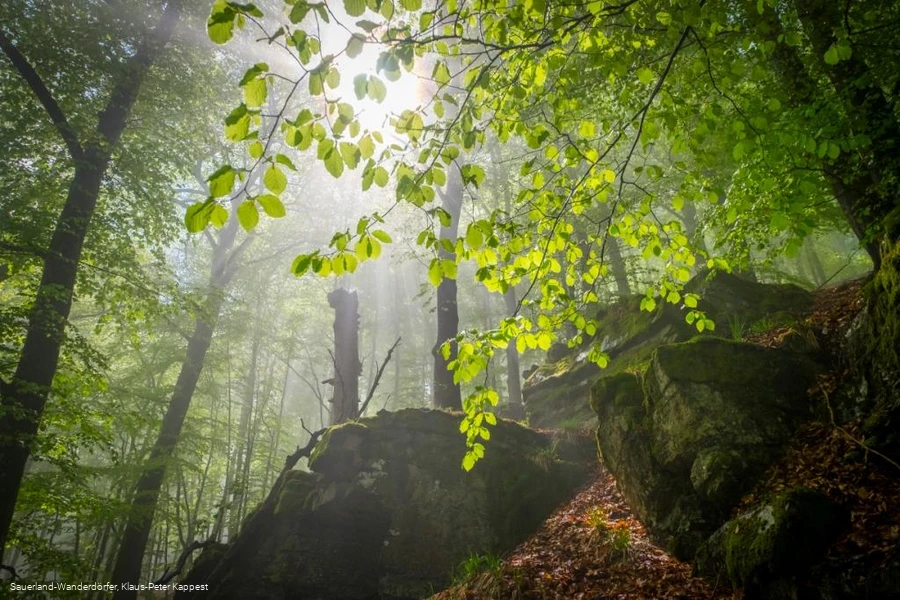 Sauerland-Wanderd&ouml;rfer Hollenhaus mit Bl&auml;tterdach im Sonnenlicht