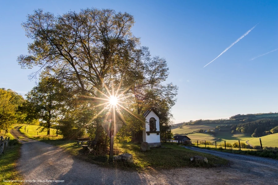 Die Lausebuche vor blauem Himmel in der Abendd&auml;mmerung