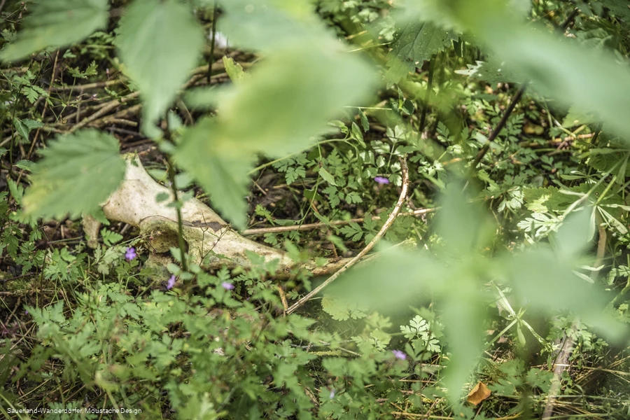 Wei&szlig;e Knochen auf dem Waldboden