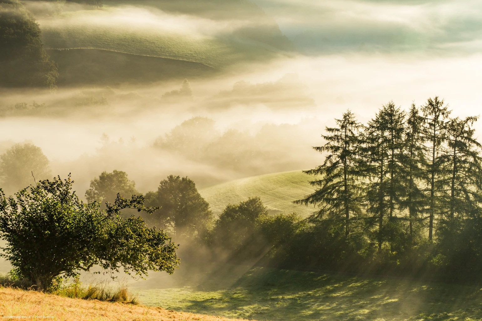 morgendunst-im-sauerland-1133.jpg
