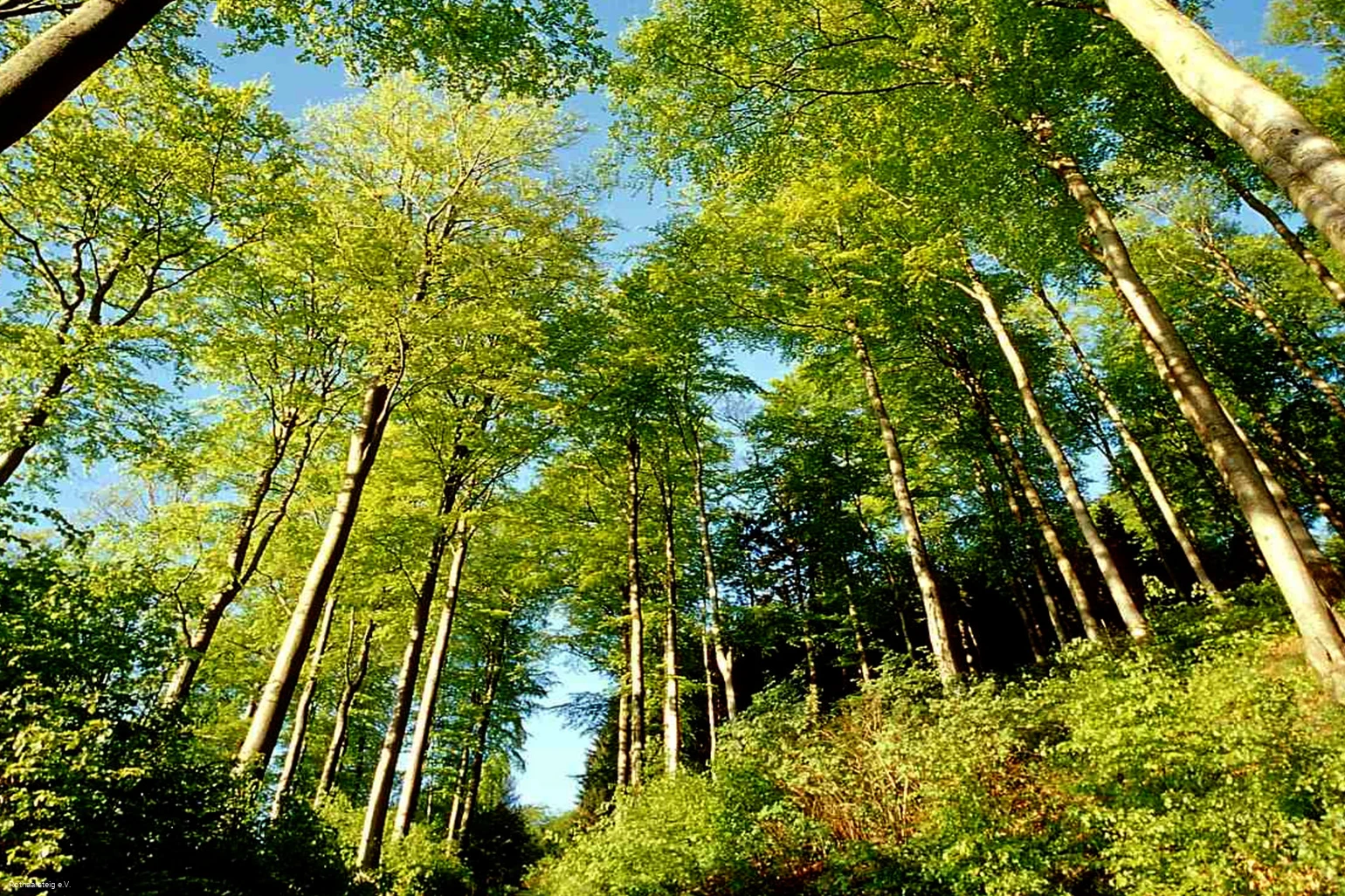 Lichter Sommerwald am Rothaarsteig