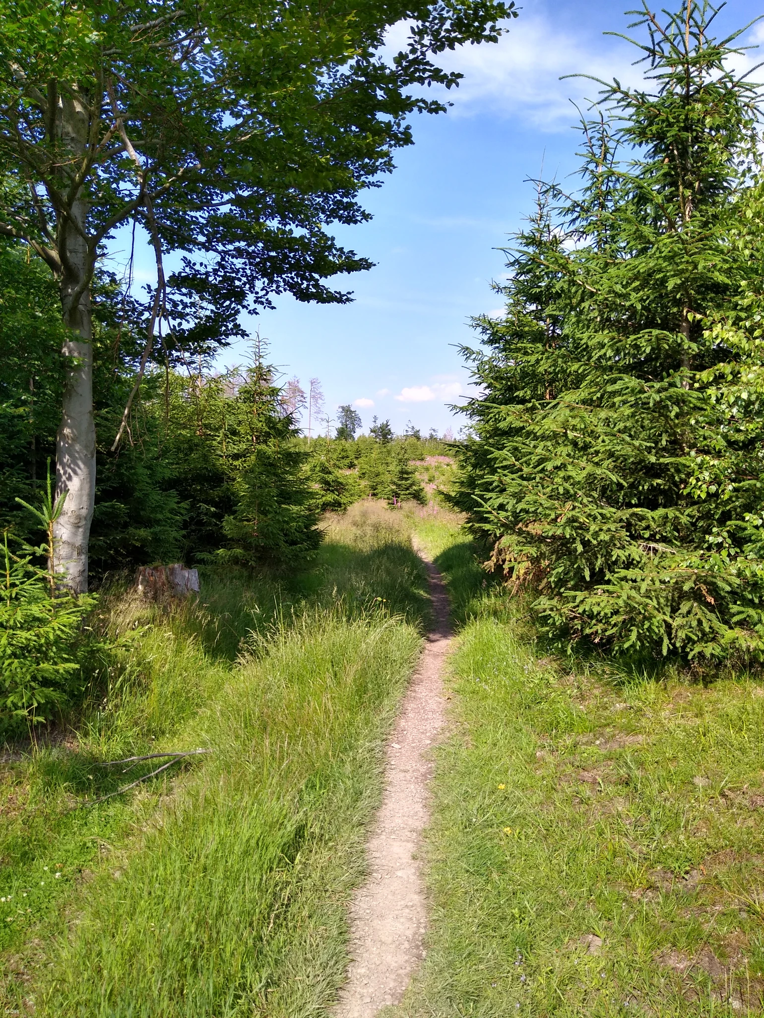 IMG_20210703_164613216_HDR.jpg